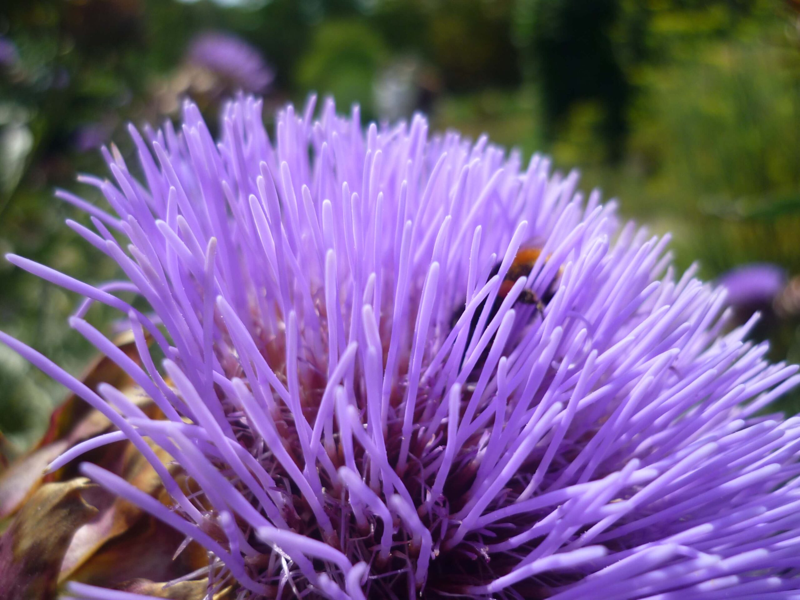 Artischokenblüte mit Biene