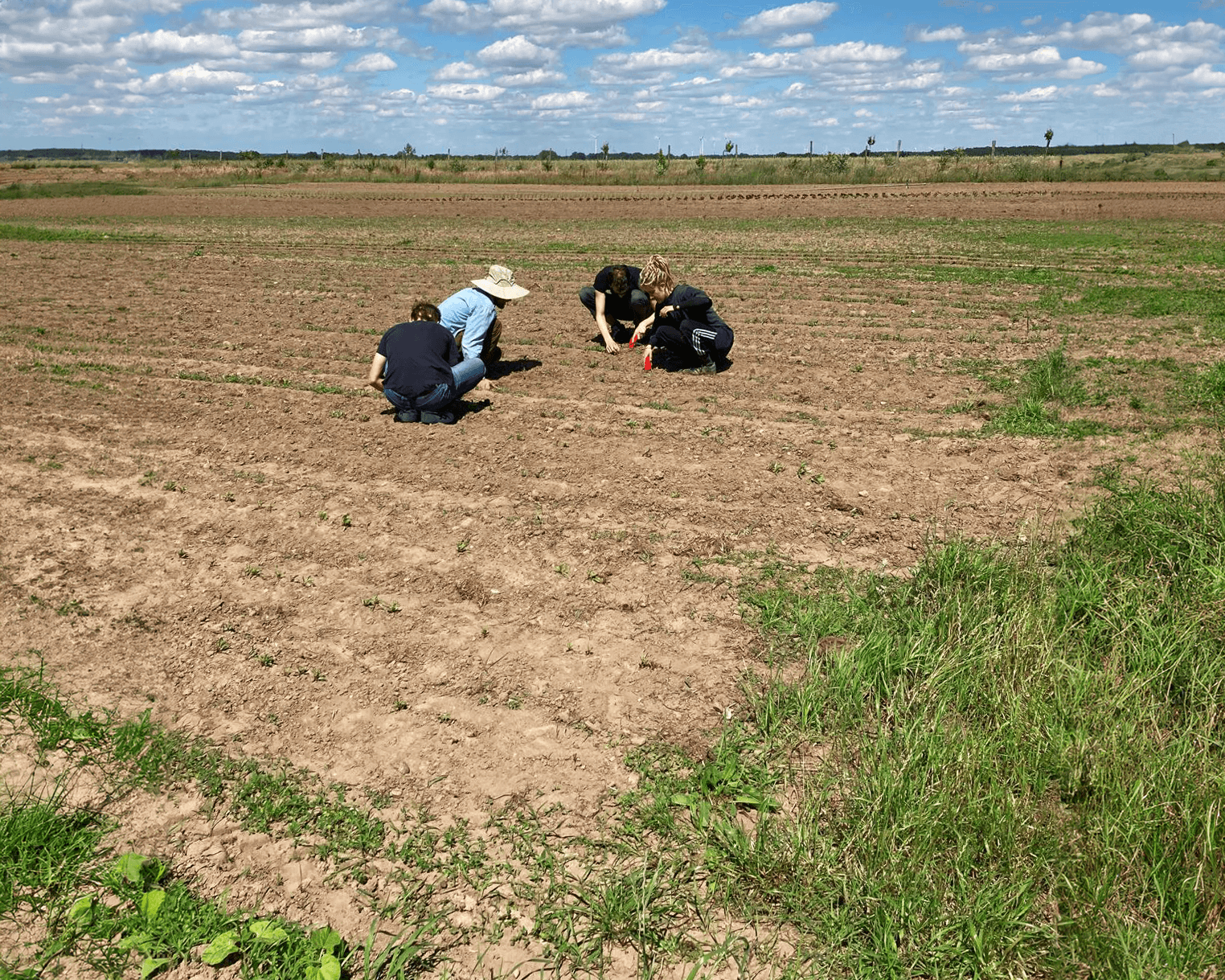 Vier Menschen beim Kartoffelnsetzen auf einem weiten Acker im Frühherbst