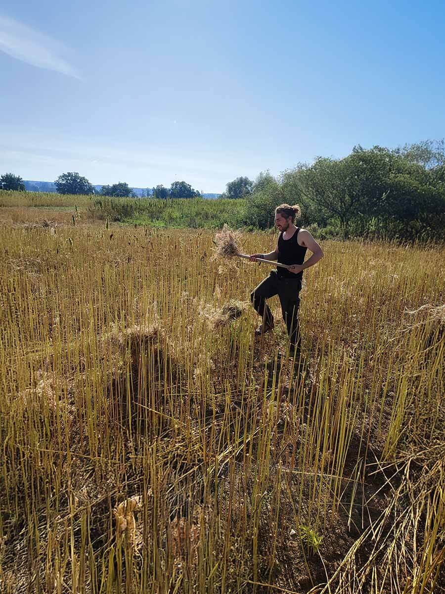 Junger Mann auf einem gelben Feld bei der Ernte