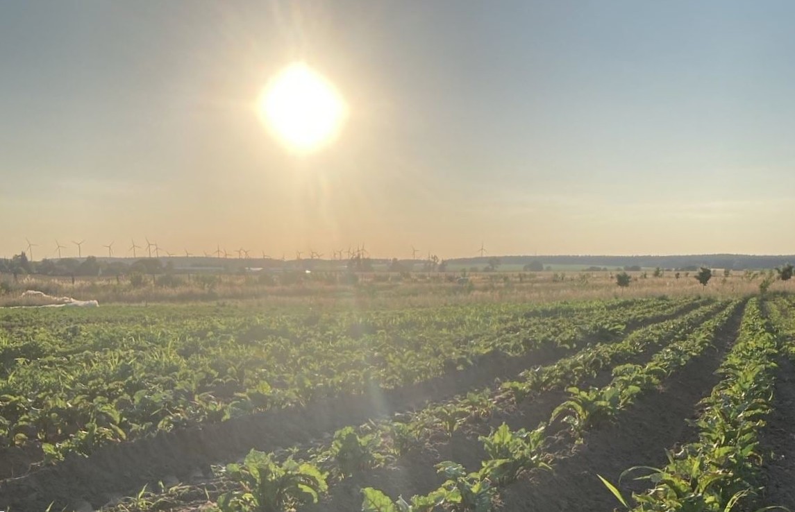 Sonnenbeschienenes Rote Bete Feld mit sichtbaren Pfluglinien, Gegenlicht, im Hintergrund sind Windräder erkennbar