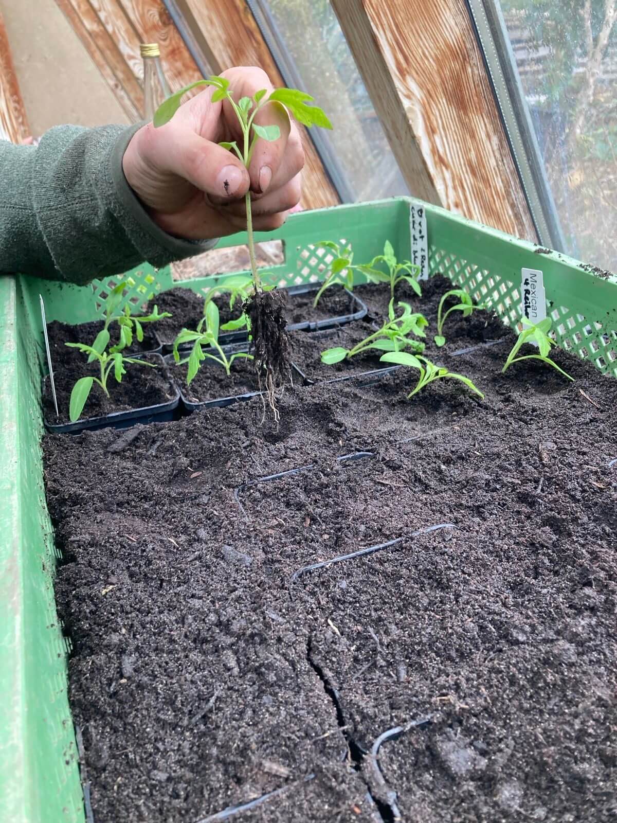 Eine Hand hält einen jungen Tomatensteckling über der Pflanzschale