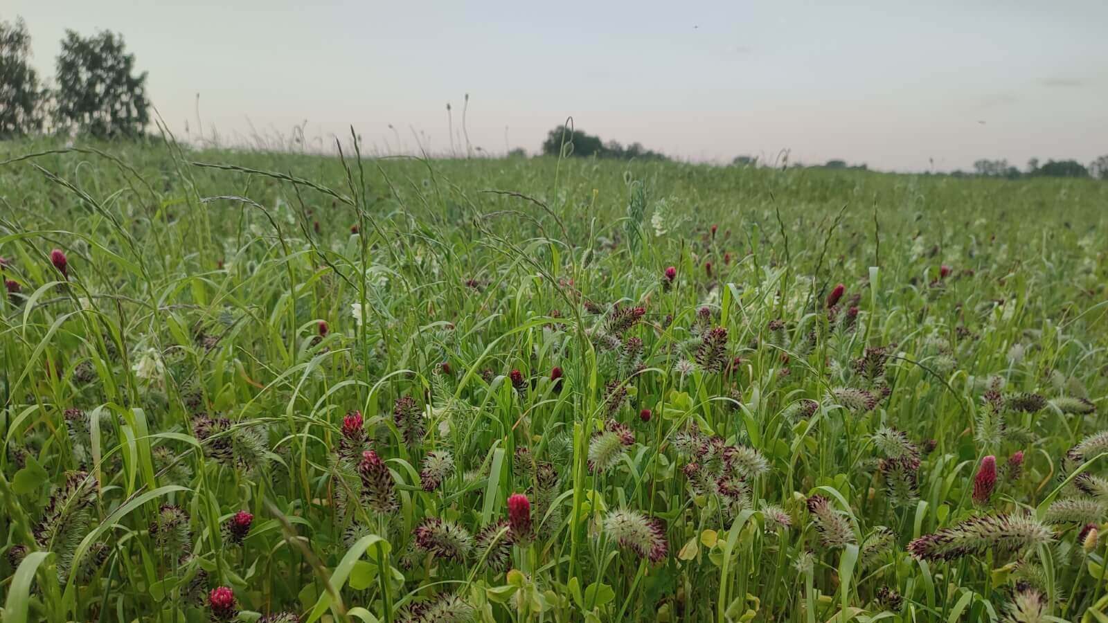 Naturbelassenes Kleefeld