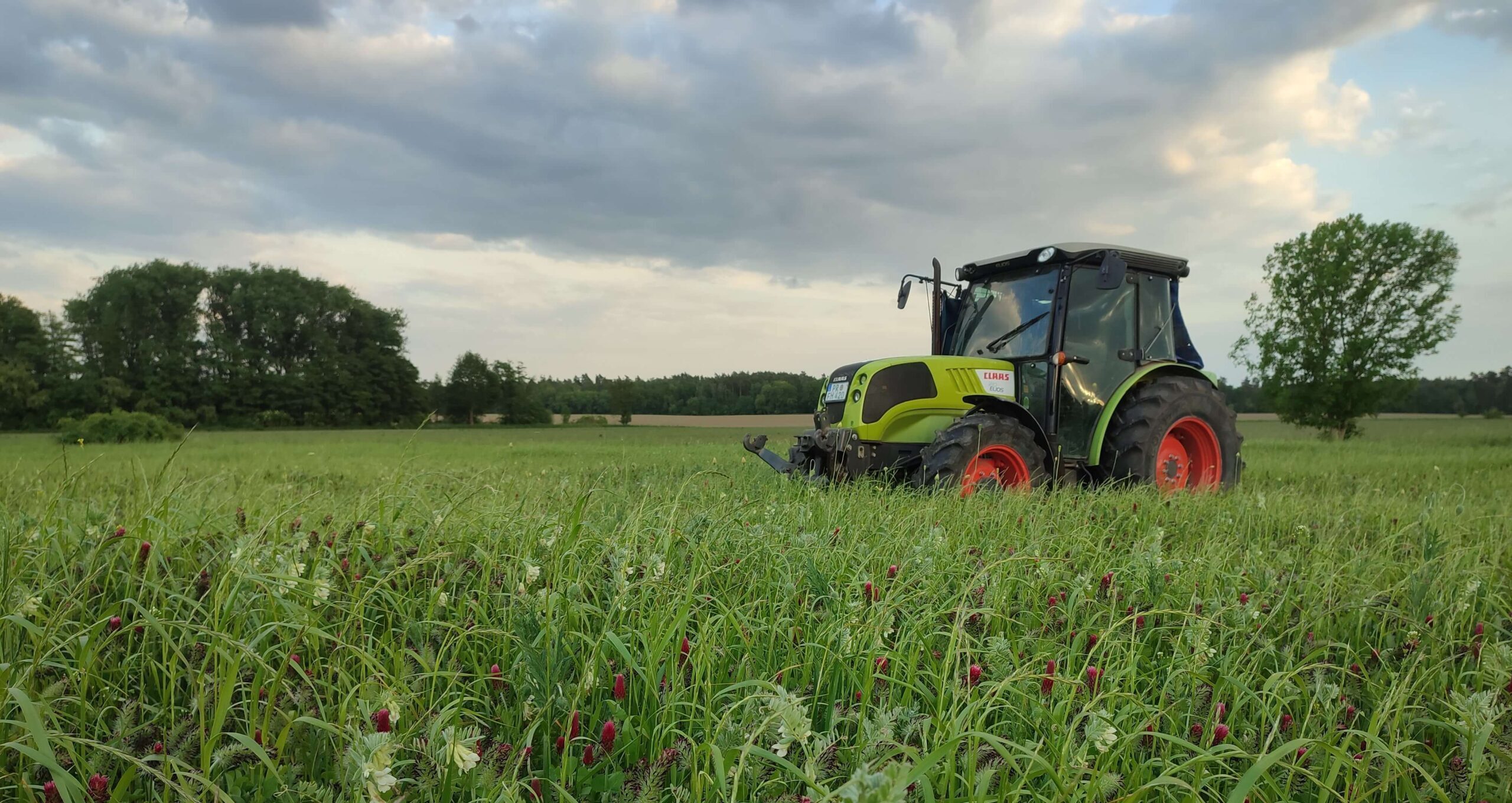 Grüne Wiese mit Klee im Vordergrund, ein kleiner Traktor und Bäume im Hintergrund