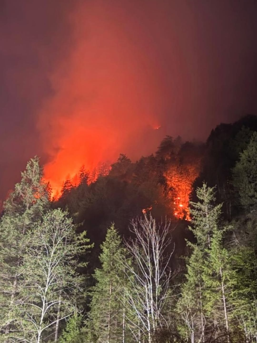 Brand Saurüsselkopf