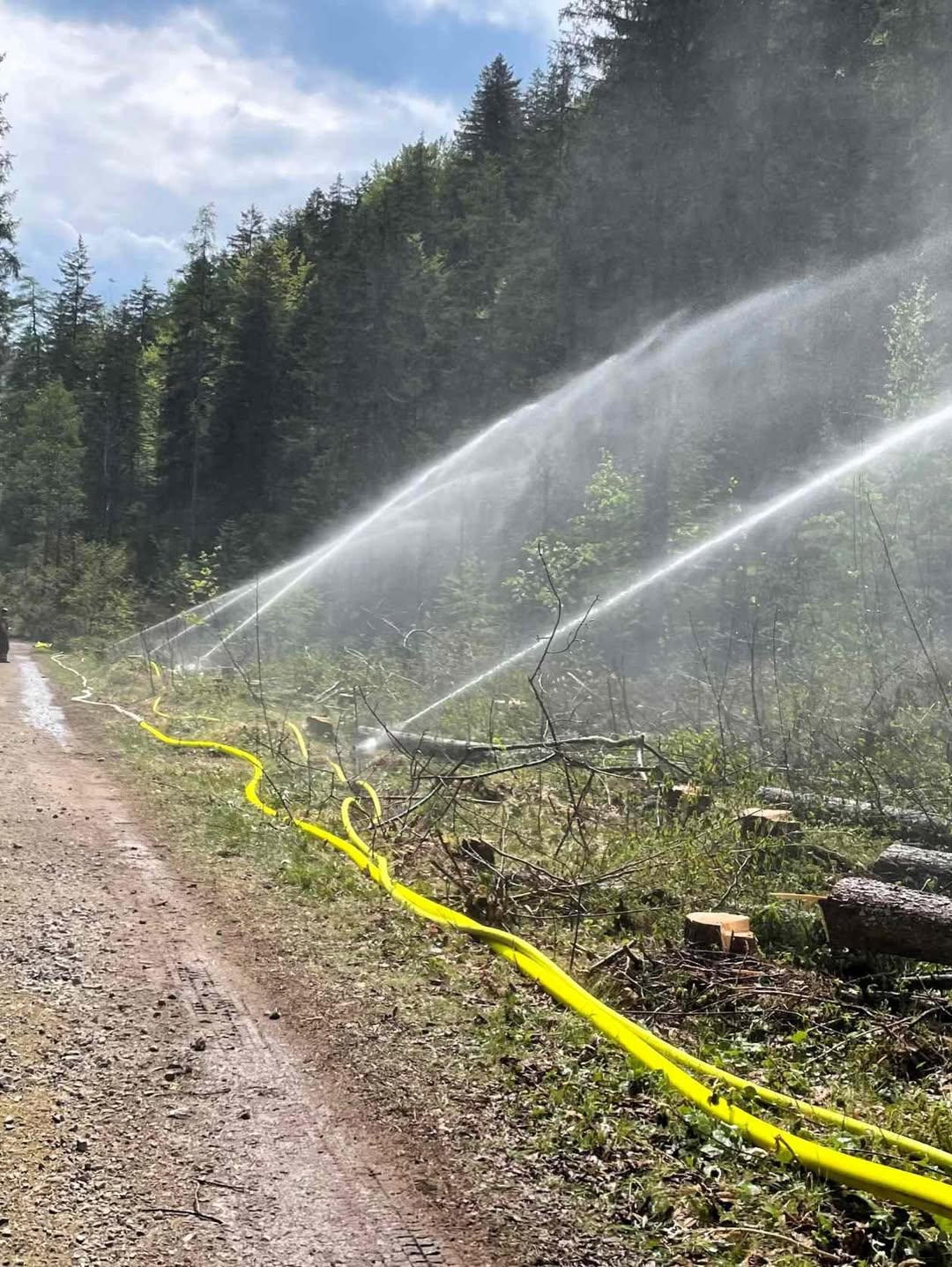 Brand Saurüsselkopf